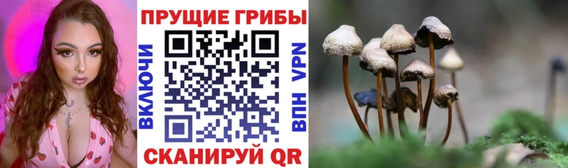 Псилоцибиновые грибы GOLDEN TEACHER omg как войти Южно-Сухокумск купить наркоту